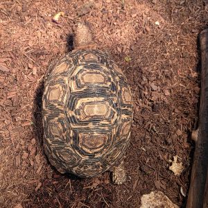 Stigmochelys pardalis
Tortue pardalis - 15cm