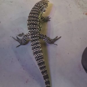 Tegu géant d'argentine.
tupinambis merianae
salvator merianae
juvenil