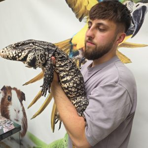 Tegu géant d'argentine.
tupinambis merianae
salvator merianae
male adulte xl
250228500081362