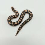 Eryx colubrinus
boa des sables 
femelle juvenil
het snow