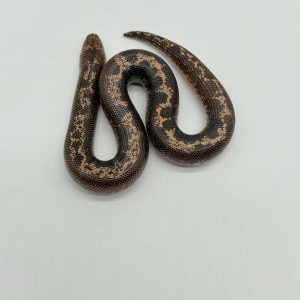Eryx colubrinus
boa des sables
male juvenil -
het albinos