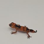 nephrurus wheeleri wheeleri
