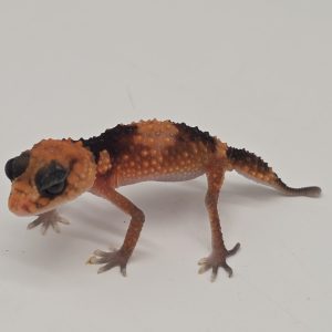 nephrurus wheeleri wheeleri