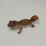 nephrurus levis occidentalis coral bay
trio reproducteur