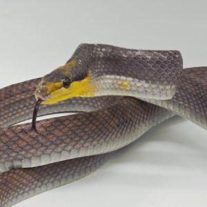gonyosoma oxycephalum 
serpent ratier à queue rouge
male silver