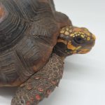 Chelonoidis carbonarius
tortue charbonnières 
femelle 1.6kg