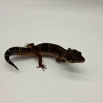 gecko leopard 
black night  male
magnifique couleur