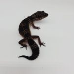 gecko leopard 
black night  femelle
high contrast - Copier