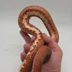 candoia paulsoni red
boa du pacific 
femelle nc 2022