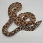 pituophis catenifer affinis
serpent taureau 
femelle -