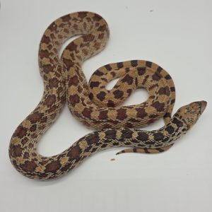 pituophis catenifer affinis
serpent taureau
femelle -