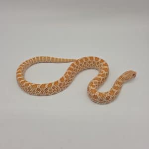 Heterodon nasicus
albinos 100%het axanthic  het snow 
male adulte