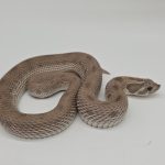 Heterodon nasicus
axanthic conda 100%het albinos  het snow 
male adulte reproducteur