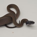 bothrochilus albertisii
liaisis albertisii
leiopython albertisii 
python à lèvre blanche
male juvenil