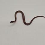 oligodon octolineatus
couleuvre a huit raies
juvenil