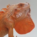 iguane vert mutation hypo/albinos red 
(iguana iguana)
male 2 ans et demi extra red !!!!