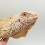 iguane hypo/albinos t+ 
iguane vert mutation t+
femelle jeune
3533