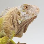 iguane hypo/albinos t+ 
iguane vert mutation t+
femelle jeune
3537