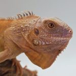 iguane hypo/albinos red t+ 
iguane vert mutation red  t+
femelle jeune
3474