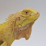 iguana iguana albinos lemon
iguane vert 
(  mutationT- yellow albinos hypo)
femelle (3504)