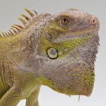 iguane hypo/albinos t+ 
iguane vert mutation t+
male jeune
3531