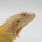 iguana iguana albinos lemon
iguane vert 
(  mutationT- yellow albinos hypo)
femelle (3505)