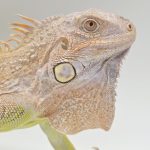 iguane hypo/albinos t+ 
iguane vert mutation t+
male jeune
3534