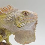 iguane hypo/albinos t+ 
iguane vert mutation t+
male 2 ans et demi
3538