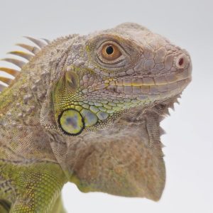 iguane hypo/albinos t+ 
iguane vert mutation t+
femelle jeune
3532