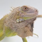 iguane hypo/albinos t+ 
iguane vert mutation t+
femelle jeune
3536 -