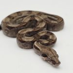 Boa constrictor imperator 
Male 
Jungle poss het archangel 
Possible het anery type 2
