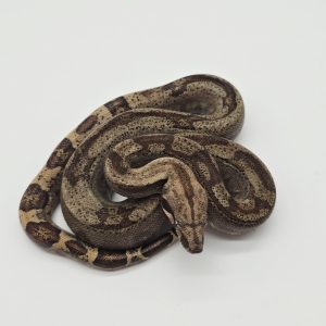 Boa constrictor imperator
Male
Jungle poss het archangel
Possible het anery type 2