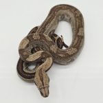 Boa constrictor imperator 
femelle
Jungle poss het Archangel 
Possible het anery type 2 -