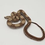 Boa constrictor imperator 
femelle
Jungle poss het Archangel 
Possible het anery type 2