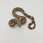 Boa constrictor imperator 
Male 
Jungle poss het archangel 
Possible het anery type 2
