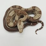 Boa constrictor imperator 
Male 
Jungle vpi T+ Possible Archangel
Possible het anery type 2 -