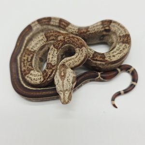 Boa constrictor imperator
Male
Jungle vpi T+ Possible Archangel
Possible het anery type 2 -
