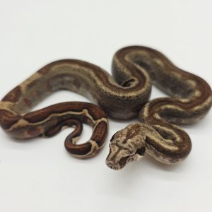 Boa constrictor imperator
Male
Jungle Possible Archangel
Possible het anery type 2