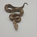 Boa constrictor imperator 
Male 
Jungle Possible Archangel
Possible het anery type 2