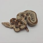 Boa constrictor imperator 
femelle
Jungle vpi T+ Possible Archangel
Possible het anery type 2
