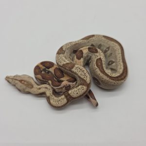 Boa constrictor imperator
femelle
Jungle vpi T+ Possible Archangel
Possible het anery type 2