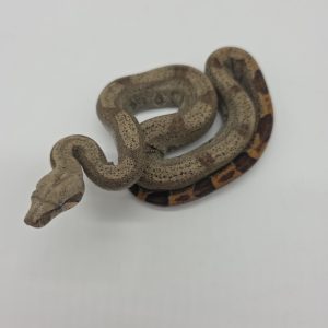 Boa constrictor imperator
femelle
Jungle poss het Archangel
Possible het anery type 2
