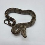 Boa constrictor imperator 
femelle
Jungle poss het Archangel 
Possible het anery type 2