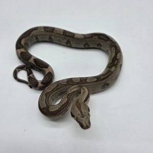 Boa constrictor imperator
femelle
Jungle poss het Archangel
Possible het anery type 2