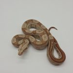 Boa constrictor imperator 
femelle
Jungle honduras t+ poss het Archangel 
Possible het anery type 2 -