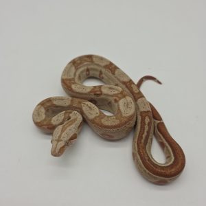 Boa constrictor imperator
femelle
Jungle honduras t+ poss het Archangel
Possible het anery type 2 -