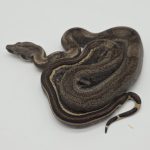 Boa constrictor imperator 
femelle
Jungle anery type 2 
poss het Archangel
