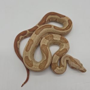 Boa constrictor imperator
femelle
Jungle vpi T+
possible het Anery type 2
poss het Archangel