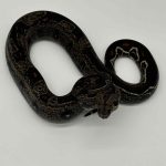 Boa constrictor imperator 
IMG jungle femelle