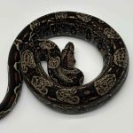 Boa constrictor imperator 
IMG jungle male